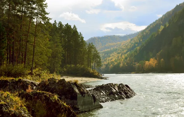 Picture autumn, river, Katun, the Altai mountains, autumn in the forest, autumn in the mountains