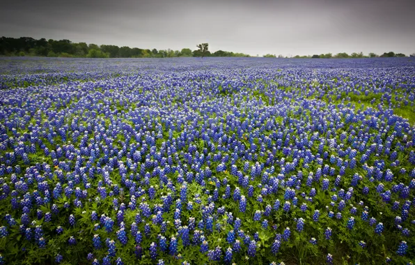 Wallpaper field, landscape, flowers, nature for mobile and desktop ...