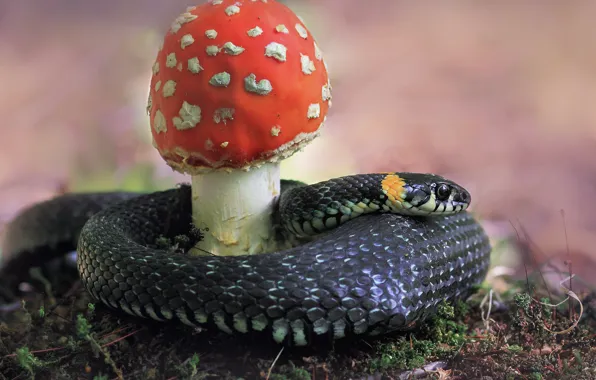 Picture nature, mushroom, moss, snake, mushroom, so