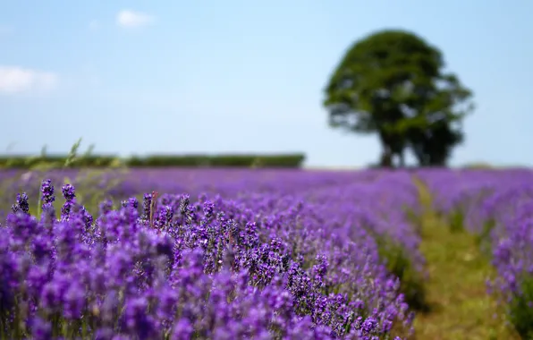 Field, nature, tree, lavender, razmytost