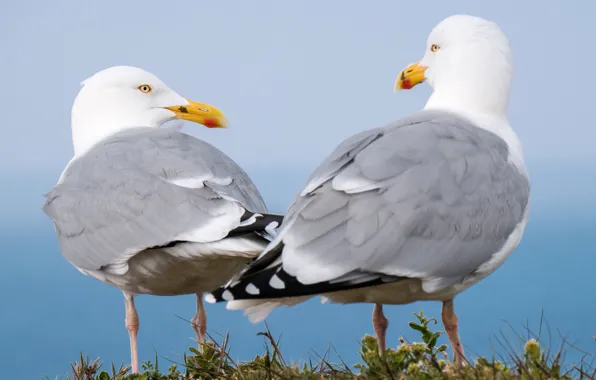 Picture bird, two, seagulls, pair, closeup