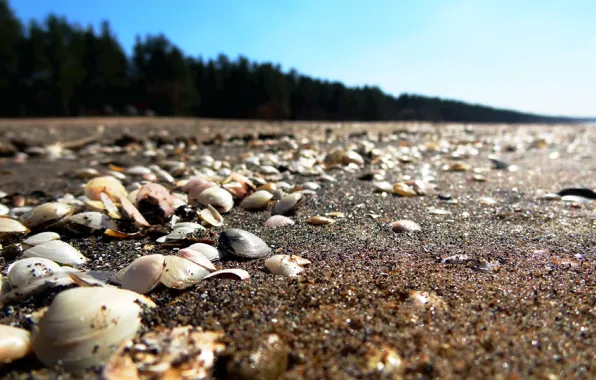 Picture sand, sea, beach, shell