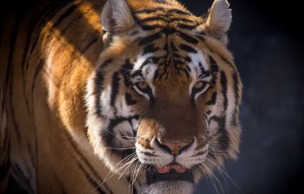 Picture cat, look, face, tiger, shadow, Amur