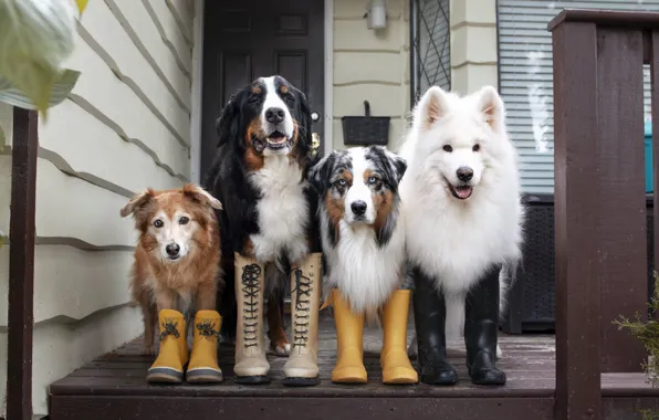 Look, pose, dog, face, Samoyed