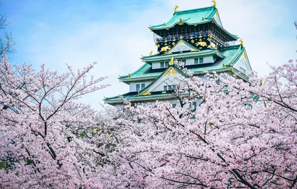Castle, Japan, Sakura, pagoda