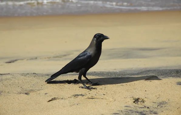 Picture sea, background, animal, bird, Wallpaper, crows, walk