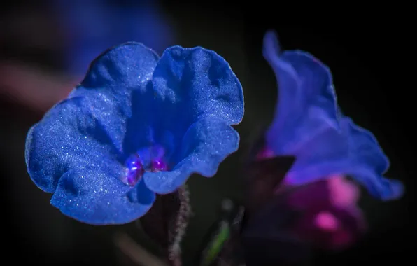 Macro, nature, water drops, blue flowers