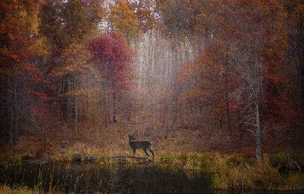 Picture autumn, forest, leaves, trees, lake, foliage, deer