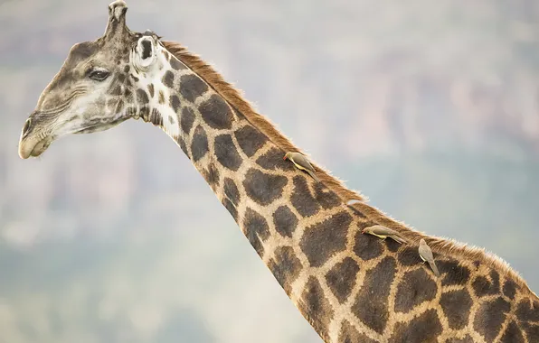 Nature, background, giraffe