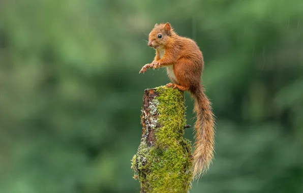 Picture pose, rain, moss, stump, wet, protein, stand