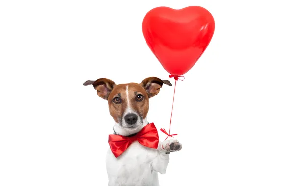 Picture red, butterfly, humor, white background, bow, heart, a balloon, Jack Russell Terrier