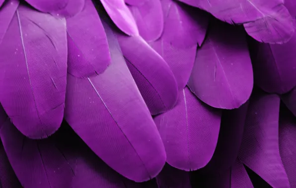 Pen, feathers, Background, feather, card