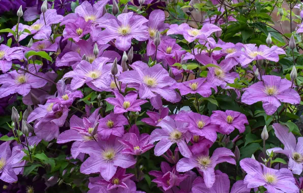 Lilac, clematis, clematis