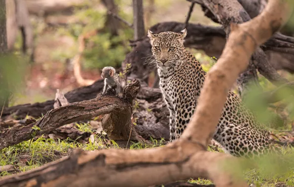 Predator, leopard, monkey