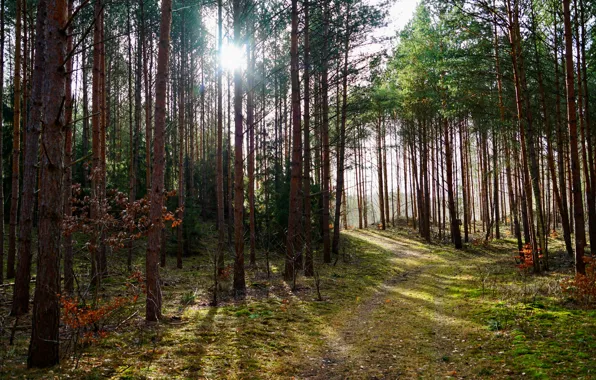 Picture forest, trees, sunlight