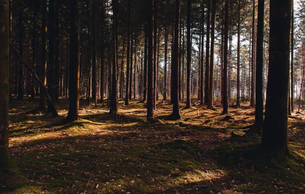 Picture forest, light, branches, falling leaves, pine