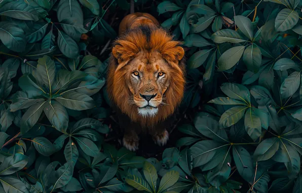 Look, Leaves, Leo, Top, Predator, Digital art, Big cat, AI art