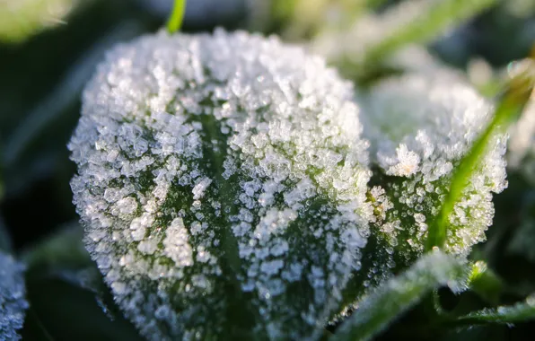 Greens, snow, sheet, ice