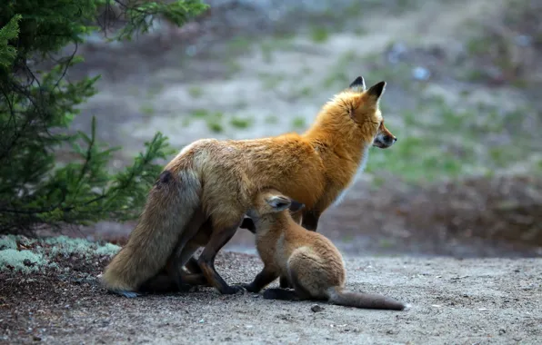 Nature, background, Fox