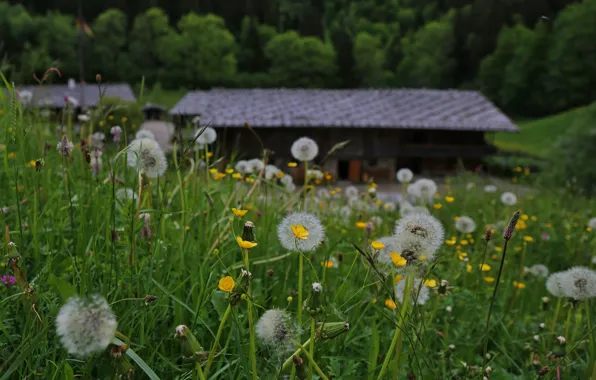 Greens, forest, summer, grass, flowers, nature, house, glade