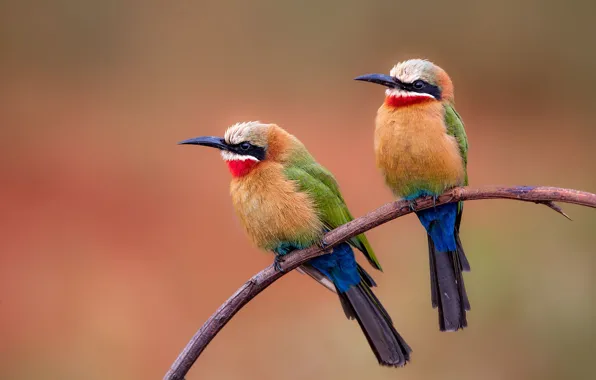 Picture branches, background, bird, a couple, bright plumage, the European bee-eater Golden, schurka, two birds