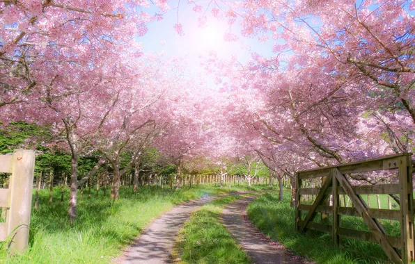 Road, the sky, grass, the sun, rays, light, trees, flowers