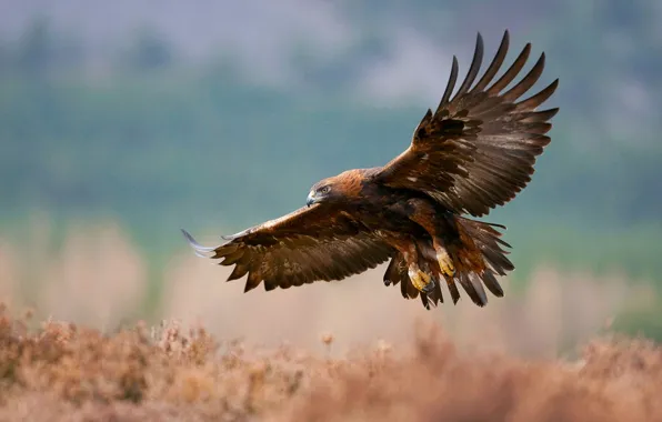 Picture wings, Scotland, Eagle, Glenfeshie