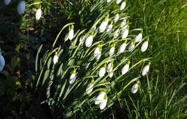 Greens, grass, light, flowers, stems, spring, snowdrops, white