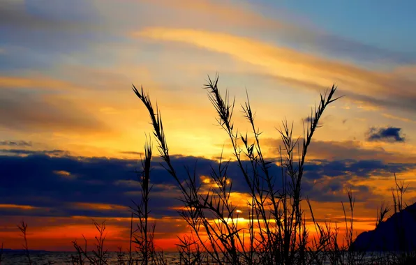 Picture wave, grass, clouds, sunset