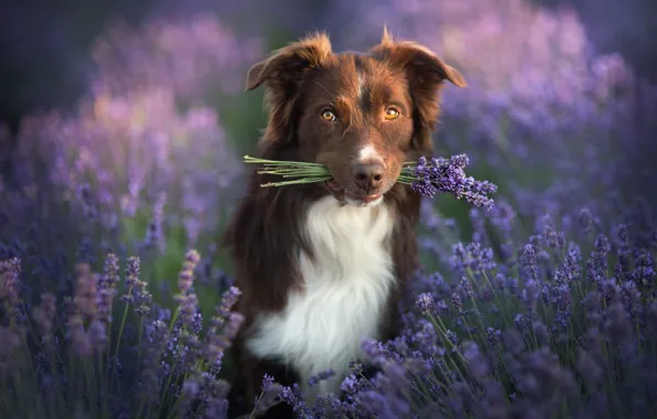 Picture look, nature, animal, dog, a bunch, lavender, dog, the border collie