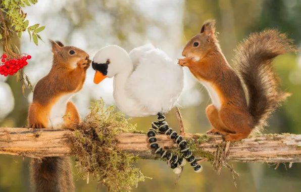 Picture animals, berries, tree, bird, toy, branch, Rowan, proteins