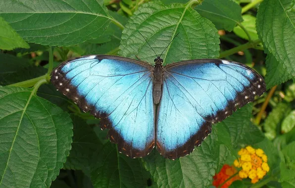 Flower, leaves, microsemi, wings, Butterfly, insect, beautiful, closeup