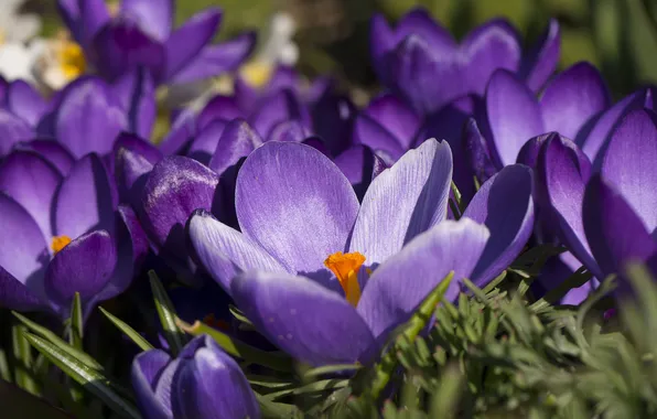 Macro, petals, crocuses, saffron