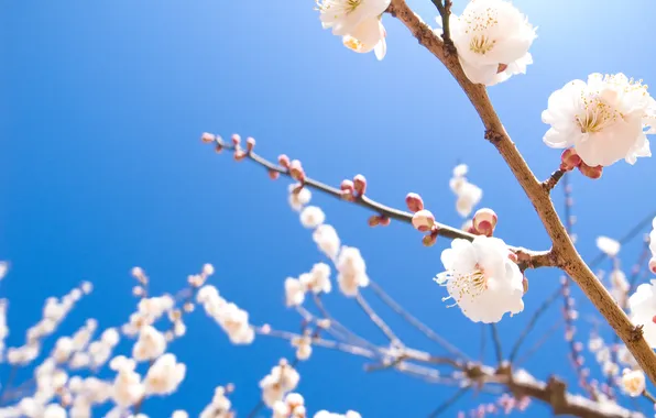 Picture the sky, macro, branches, cherry, Sakura