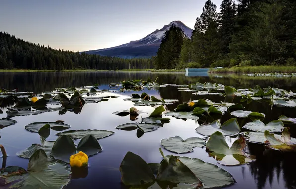 Picture landscape, nature, lake, Lily, mountain