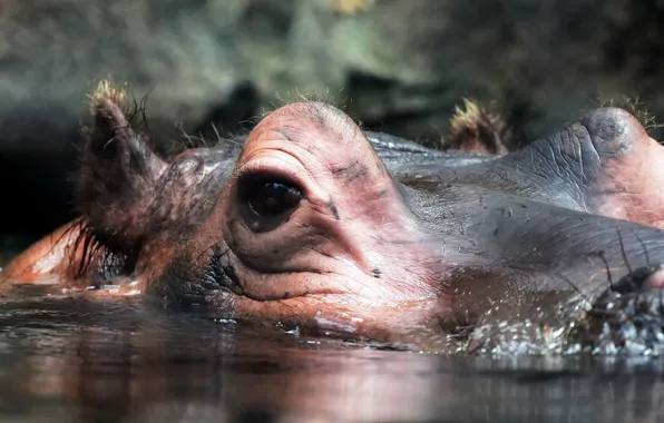Nature, background, Hippo