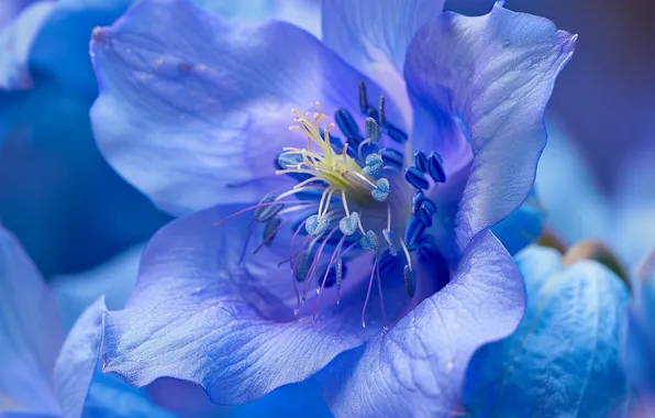 Flower, macro, blue, blue, petals, stamens, delphinium, AI art