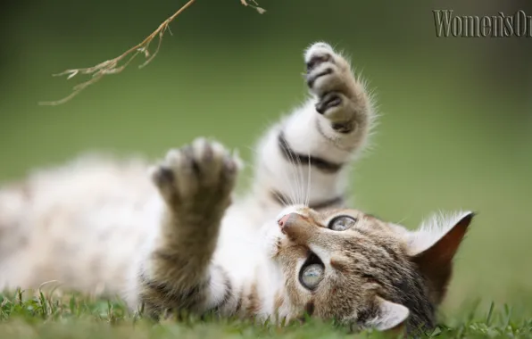 Picture cat, sweetheart, striped, risacca