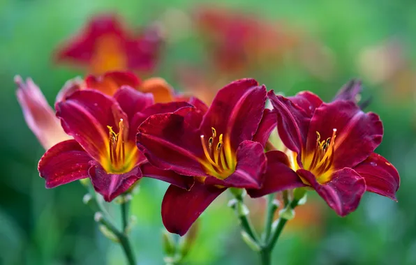 Macro, petals, trio, bokeh, daylilies