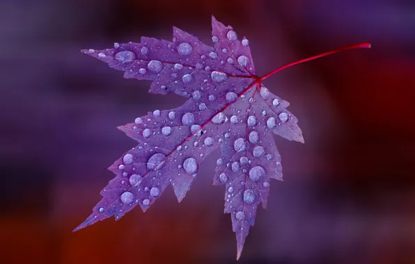 Picture water, drops, sheet, Rosa, color, maple