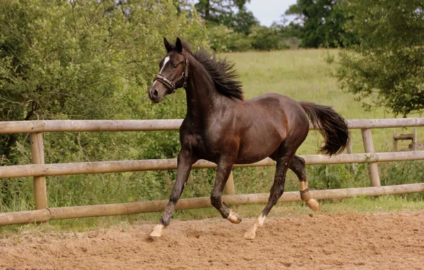 Summer, movement, horse, horse, running, lynx, corral, brown
