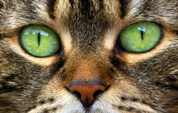 Picture eyes, cat, macro, portrait