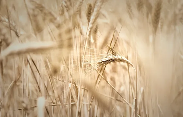 Wheat, field, macro, widescreen, Wallpaper, rye, blur, spikelets