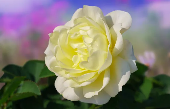 Flower, leaves, macro, rose, white, yellow