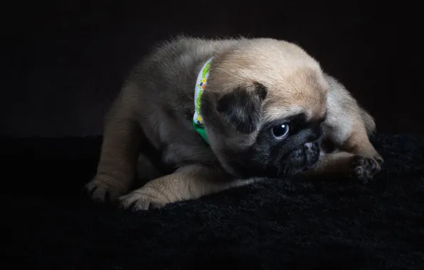 Picture look, pose, the dark background, dog, pile, baby, pug, puppy
