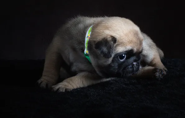 Look, pose, the dark background, dog, pile, baby, pug, puppy