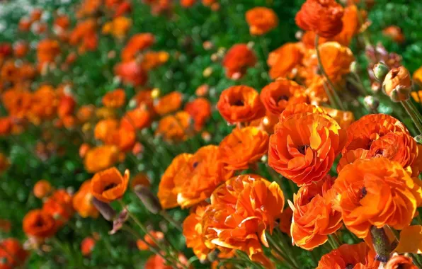 Flowers, orange, Ranunculus, Asian, Buttercup