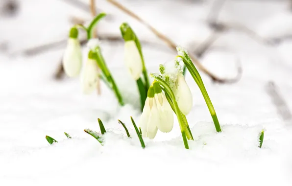 Snow, flowers, spring, snowdrops, white, the snow, primroses, bokeh