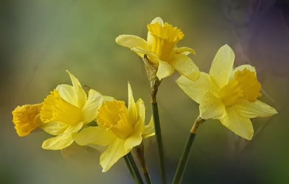 Flowers, yellow, daffodils