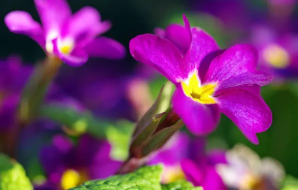 Joy, flowers, nature, tenderness, beauty, plants, spring, primroses
